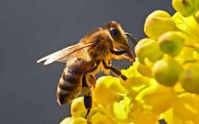 Recomiendan extremar cuidados en «Semana Santa» por presencia de abejas