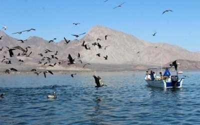 Vigila CONANP áreas naturales protegidas en Bahía de Los Ángeles