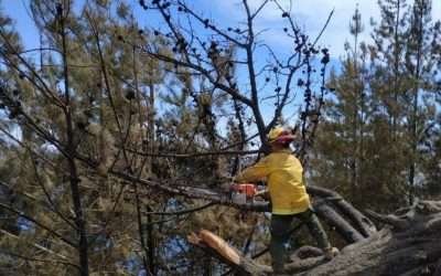 Sofocado en un 90% incendio en Isla Guadalupe