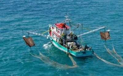 Impone EU embargo al camarón mexicano