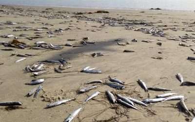 Aparecen miles de peces muertos en orilla del mar