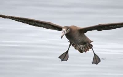 Vuela 1er albatros de patas negras en Reserva de la Biósfera Isla Guadalupe