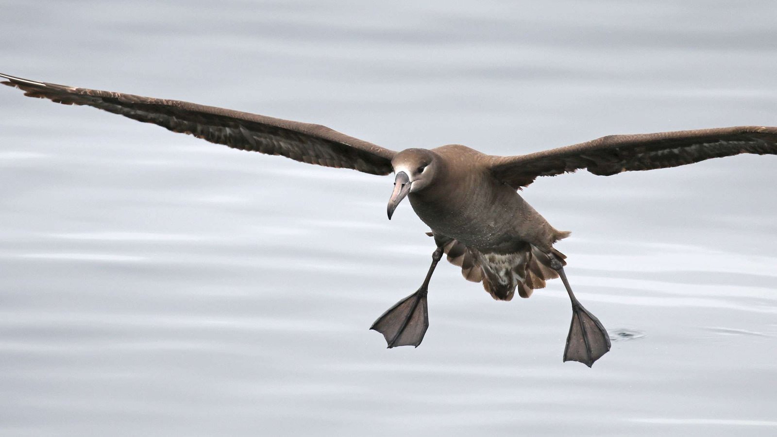 albatros patas negras