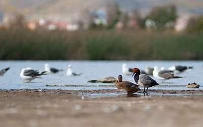Pactan gobierno estatal e IENOVA para protección de áreas naturales