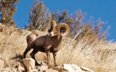 Crearán UABC y CONANP «Santuario Cimarrón», para proteger la especie
