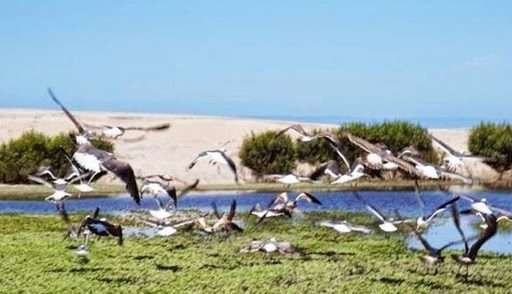 lagunita ensenada