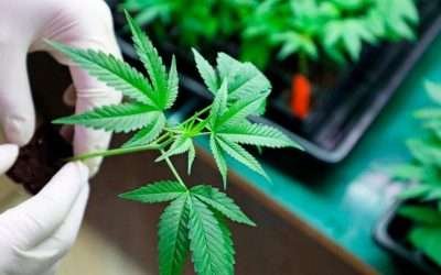 Aprobó Suprema Corte el uso lúdico de la marihuana