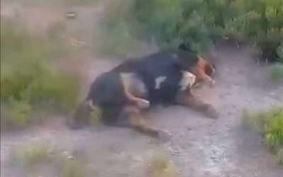 Envenenan a 32 perros en Ensenada; la FGE ya investiga