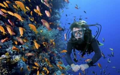 Piden empresas de buceo no cerrar PROFEPA; enviaron carta a AMLO