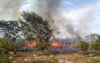 Prevén severa temporada de incendios forestales en Baja California