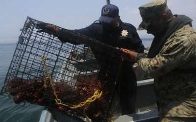 Aseguraron 586 trampas langosteras en Isla Todos Santos