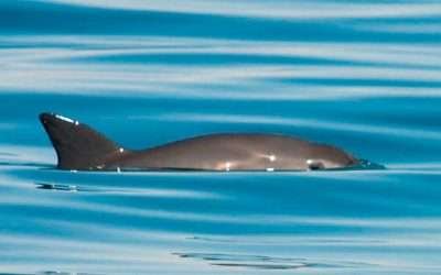 Estable población de la vaquita marina, respecto al 2019 y 2021