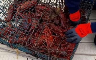 Decomisan SEMAR y CONAPESCA 46 trampas para captura ilegal de langosta