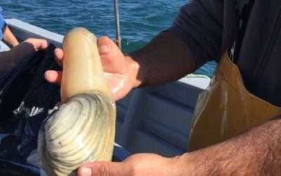 Advierte CANAINPESCA amenaza y corrupción en pesca furtiva de almeja generosa
