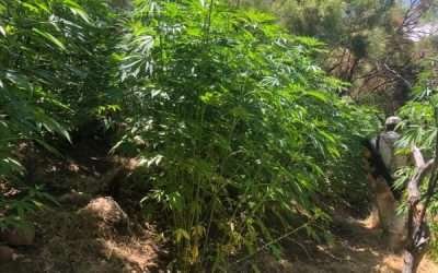 SEDENA localiza y destruye plantío de mariguana en San Pedro Mártir