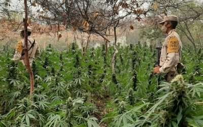 Destruye SEDENA nueve plantíos de marihuana en Ensenada