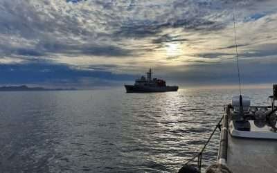 Rastrearán ejemplares de la Vaquita Marina