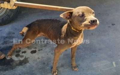 Rescataron agentes de la FGE a Pitbull maltratada