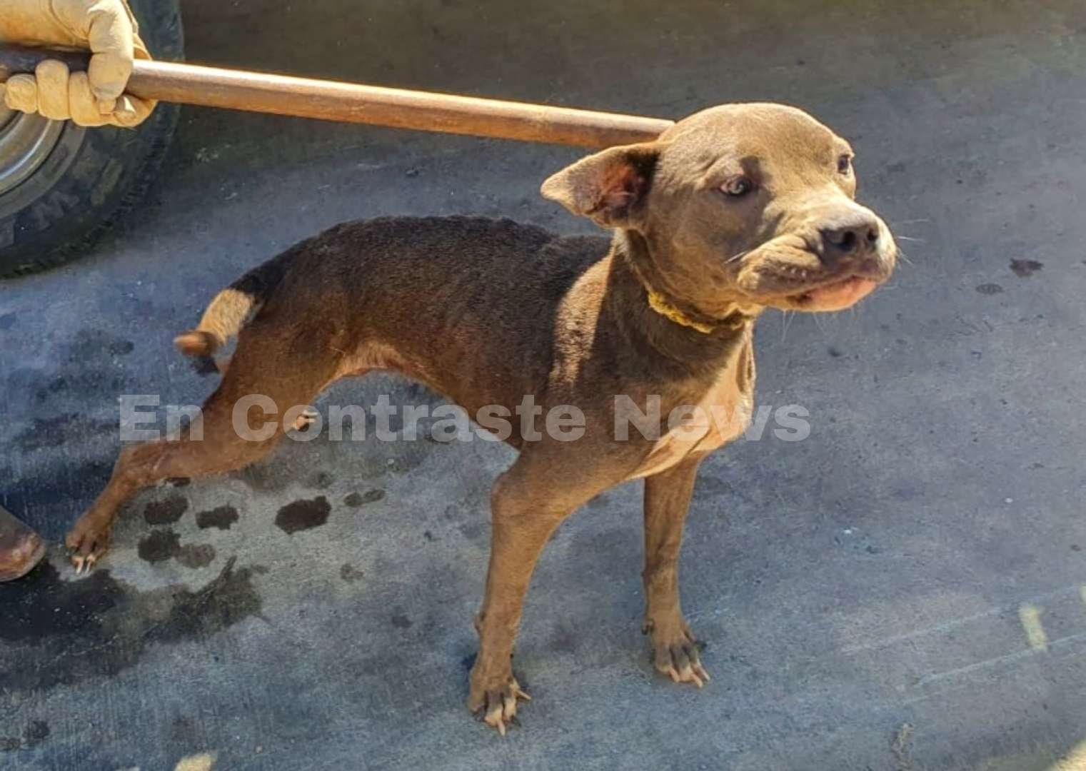 Perro maltratado