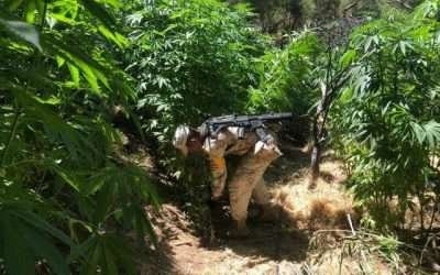 Destruye SEDENA 7 plantíos de marihuana en Sierra de Juárez