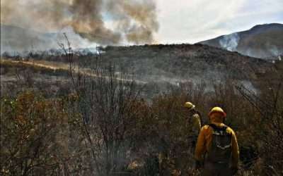 Liquidado en un 80% incendio forestal en Valle de Guadalupe