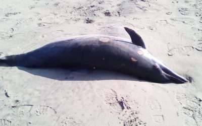 Atiende ZOFEMAT varamiento de delfines y lobos