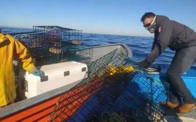 Aseguran SEMAR y CONAPESCA 104 trampas irregulares para capturar langosta