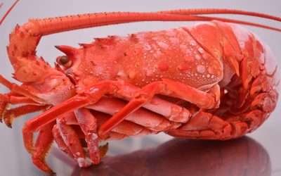 Retira República China restricciones a exportaciones de langosta de BC: CANAINPESCA