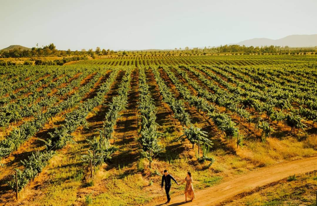Valle de Guadalupe