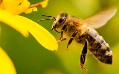 ¿Qué amenaza a las abejas?