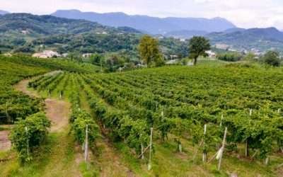 Exhorta Gobierno Estatal tramitar manifiesto de impacto ambiental en Valle de Guadalupe