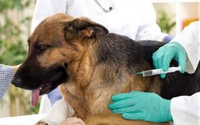 Reactivan campaña de vacunación antirrábica y esterilizaciones