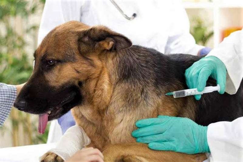 vacunacion perros
