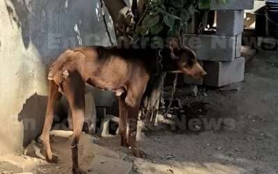Tras cateo, FGE rescata a doberman víctima de maltrato