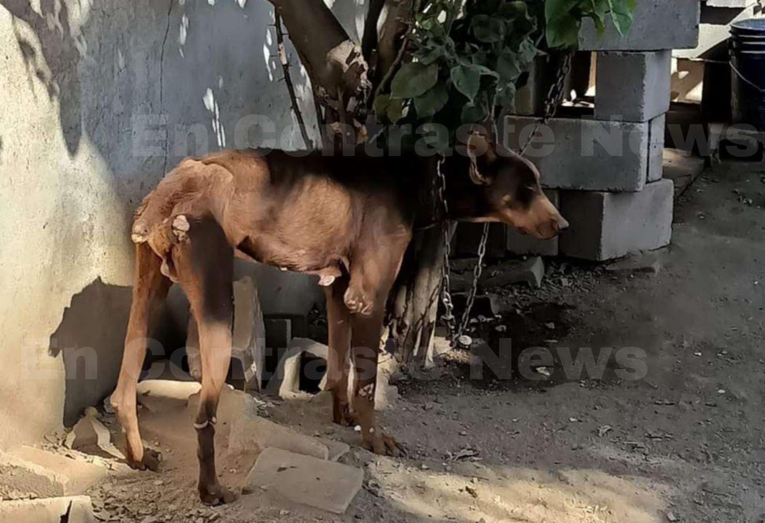 Maltrato animal