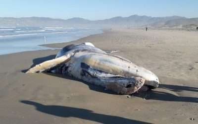 Sepulta ZOFEMAT a ballena varada en Ensenada
