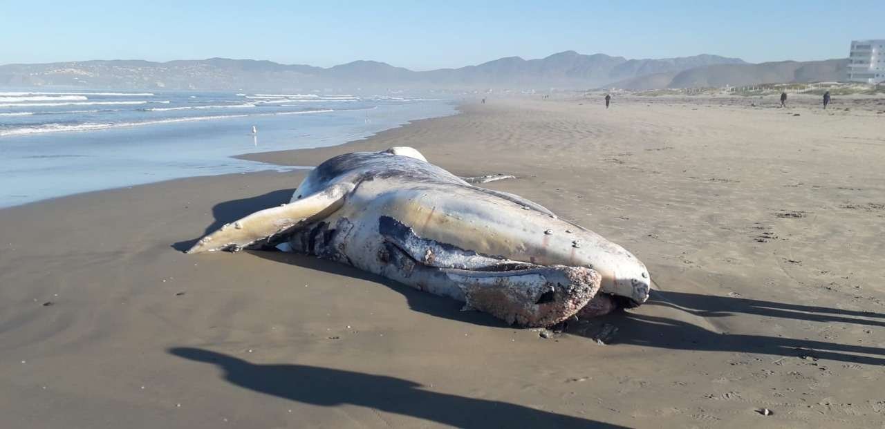ballena