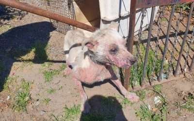 Fortalece FGE persecución penal especializada en maltrato animal y delitos ambientales