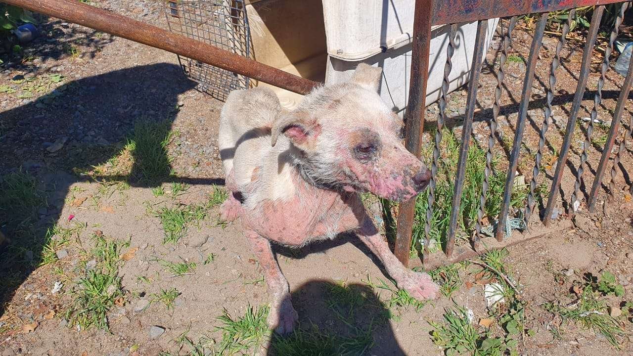 rescate de animales