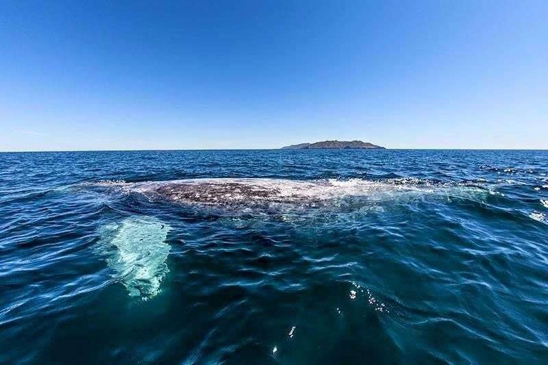 ballena gris
