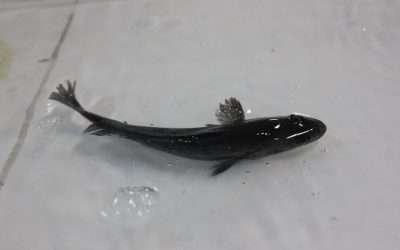 Reconoce SEPESCA esfuerzos por alentar cultivo de totoaba en Mar de Cortes