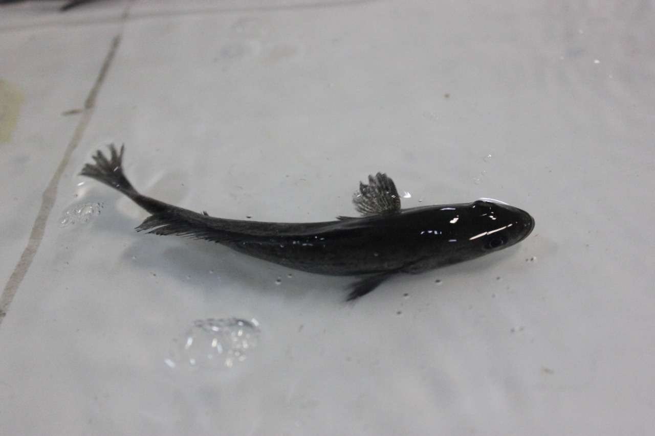 totoaba