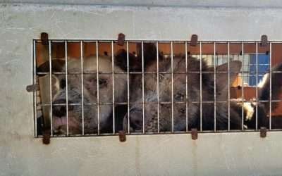Rescató FGE a dos perritos tras cateo en Villas del Rey