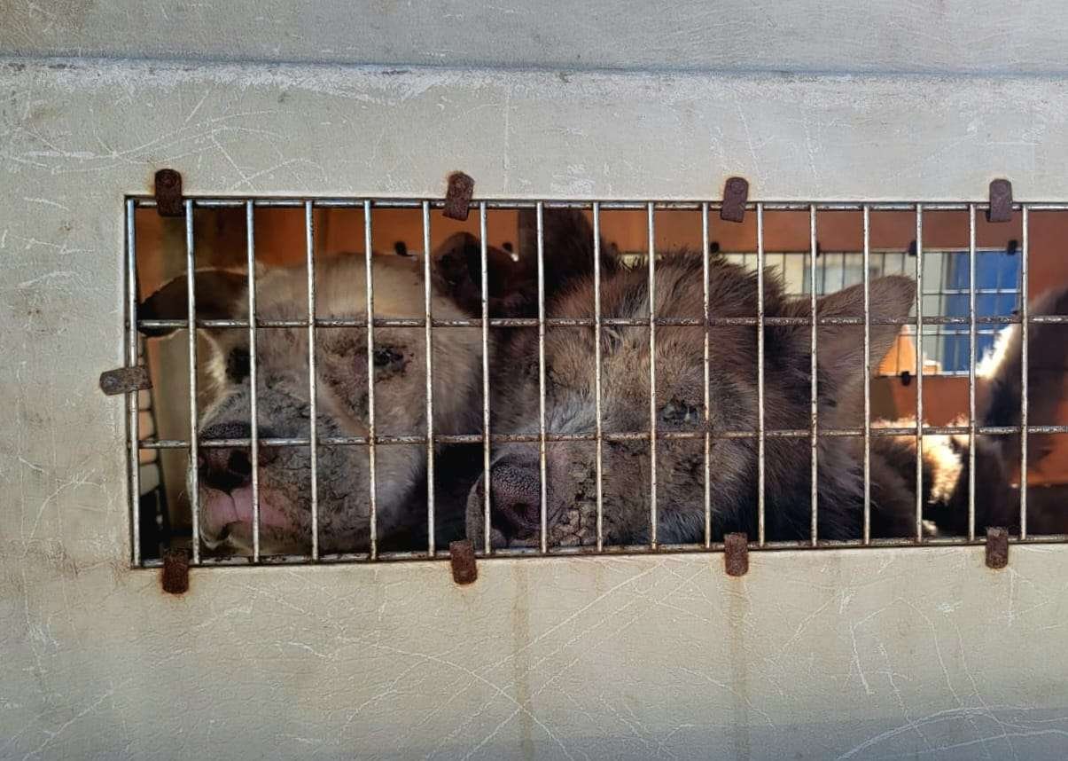 Rescate perritos