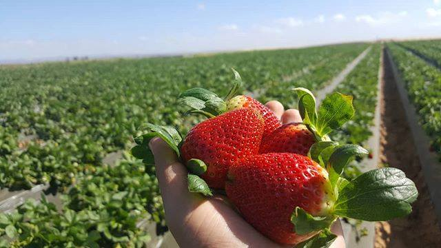 fresas