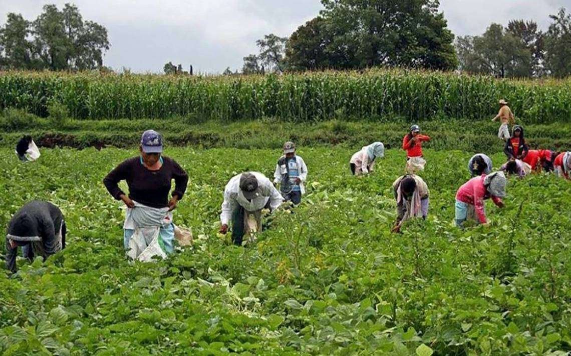 jornaleros
