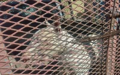 Rescató FGE a Bull Terrier víctima de maltrato animal