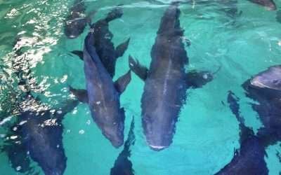 Destacan esfuerzo científico de UABC para preservar la totoaba