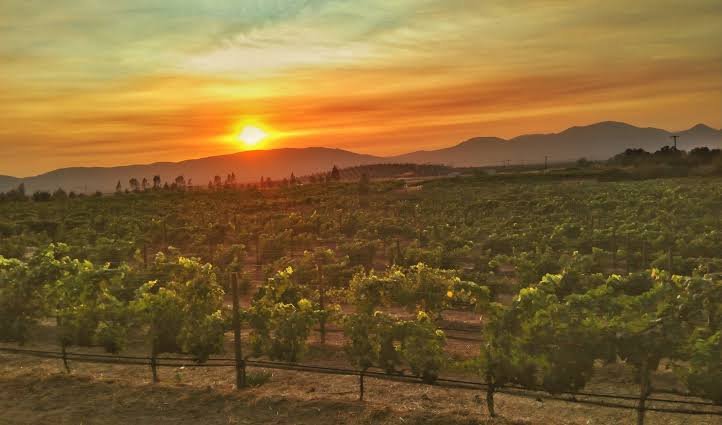 Valle de Guadalupe