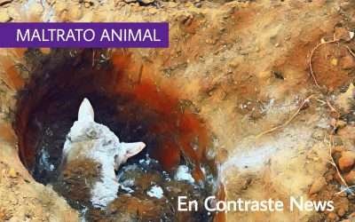 Ejecuta FGE cateo para rescatar a perrito maltratado; fue encontrado muerto